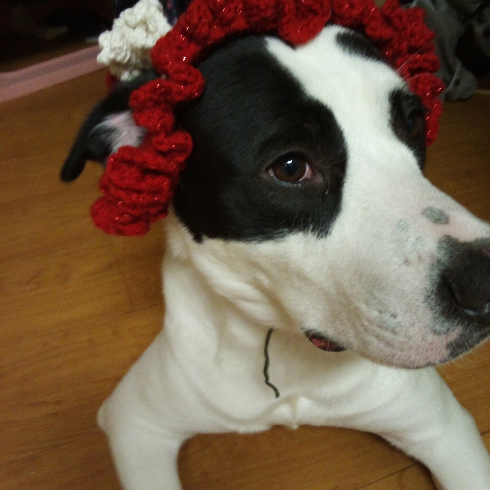 "Good Golli Miss Molli" Doggy Bonnet